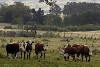 Cows graze near Minas city
