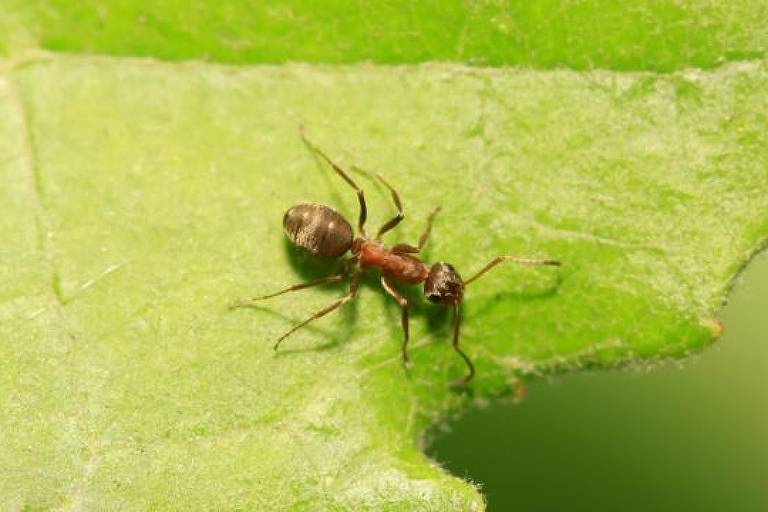 As formigas que conseguem 'cheirar' o câncer