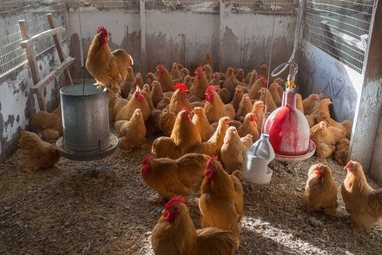 A chicken breeding farm near Seymour, Mo., Jan. 26, 2023. People are snapping up ?heavy layers? in response to egg inflation. The chick situation holds lessons about the broader economy.