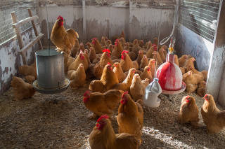 A chicken breeding farm near Seymour, Mo., Jan. 26, 2023. (Neeta Satam/The New York Times)