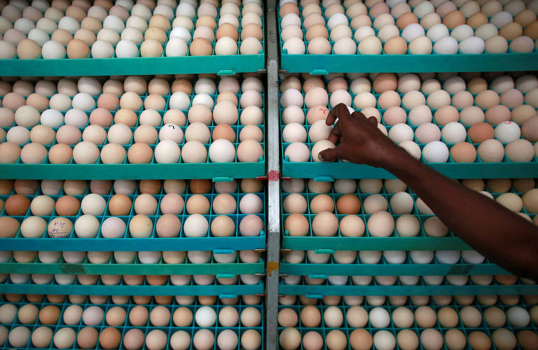 A escassez de ovos no mundo em janeiro de 2023