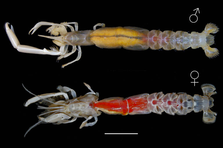 Imagem do macho (cima) e fêmea (baixo) do camarão corrupto Callichirus corruptus, do litoral brasileiro