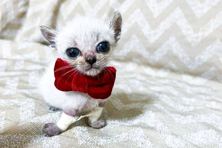 Conheça Charlinho, gato com deficiência que já conquistou milhares de fãs na internet