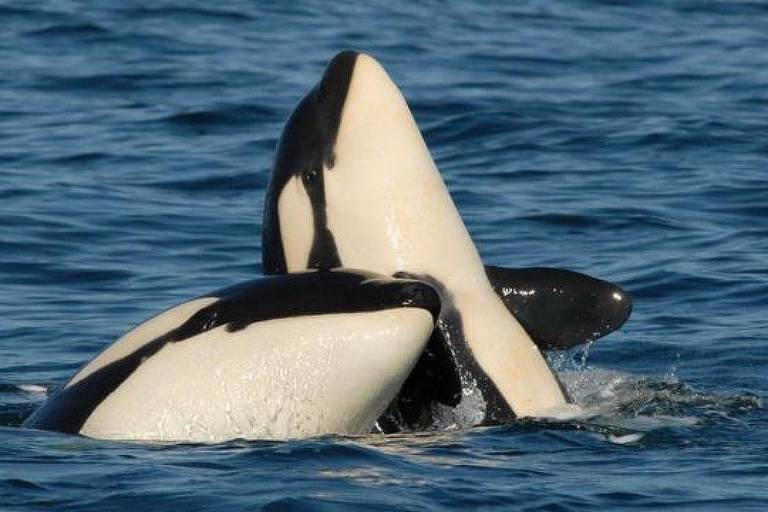 As orcas, conhecidas como baleias assassinas, possuem um laço familiar forte