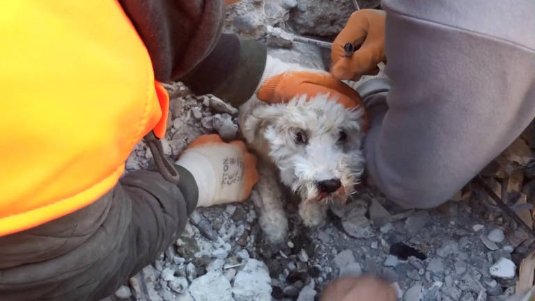 Cachorro é resgatado entre escombros na Turquia