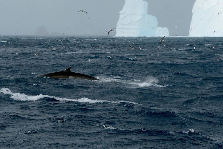 Baleia comum passa por icebergs na ilha Elefante, na Antártida
