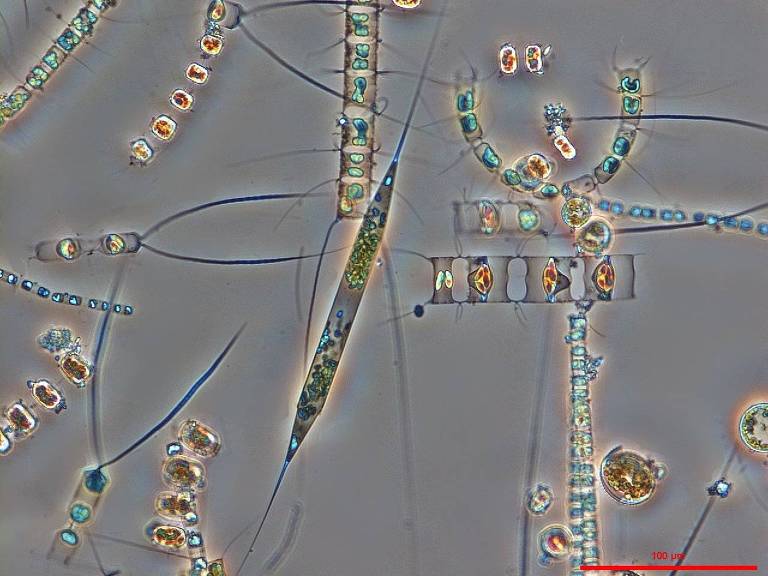 Fitoplânctons, microrganismos de uma célula só, flutuam na água