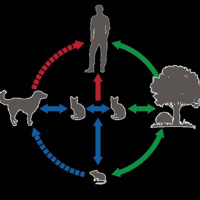 Esquema gráfico mostra os ciclos de transmissão do Sporothrix brasiliensis, envolvendo gatos, cães, humanos e plantas