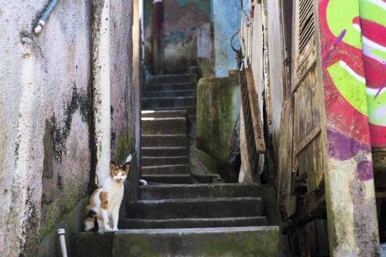 Gato sentado no pé de uma escada, entre casas