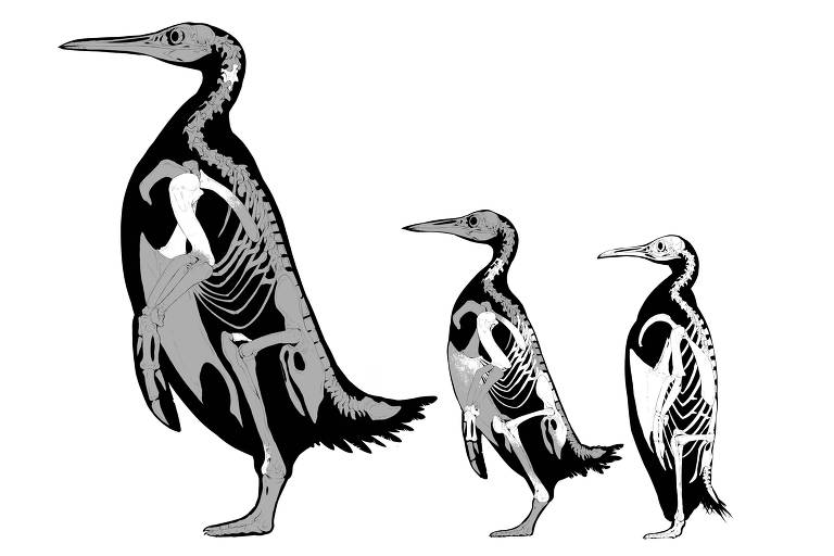Ilustração mostra a diferença de tamanho entre os esqueletos dos pinguins Kumimanu, Petradyptes e Imperador, da esquerda para a direita