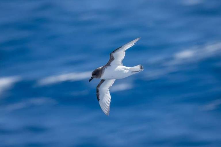 Um pássaro sobrevoa o mar na Antártida