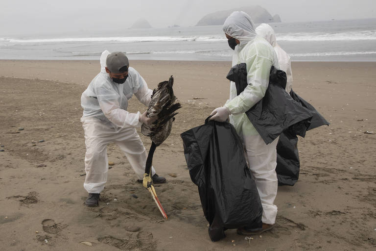 Agentes sanitártios recolhem animal morto com o vírus H5N1 na praia de San Pedro, no sul do Peru