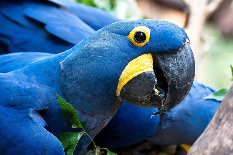 PARQUE DA AVES  reúne mais de 1.400 aves de 150 espécies, como tucanos e arapongas