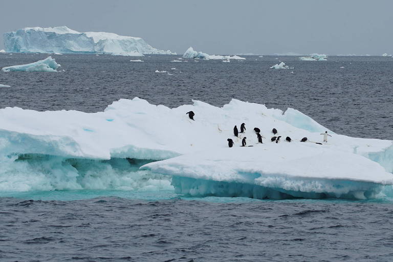 Grupo de pinguins em uma plataforma de gelo em meio ao oceano