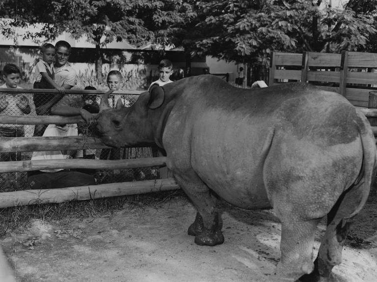 A rinoceronte Cacareco, primeiro espécime nascido no Brasil, no Jardim Zoológico do Rio de Janeiro, horas antes de embarcar para São Paulo