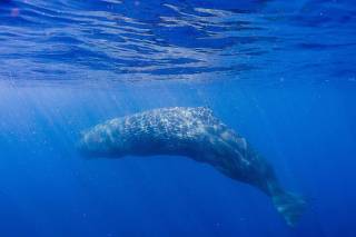 A sperm whale swims off the coast of Mirissa, in southern Sri Lanka