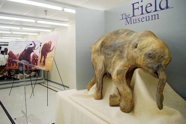 Chances de trazer mamute e dodô de volta à vida são baixas, segundo cientistas