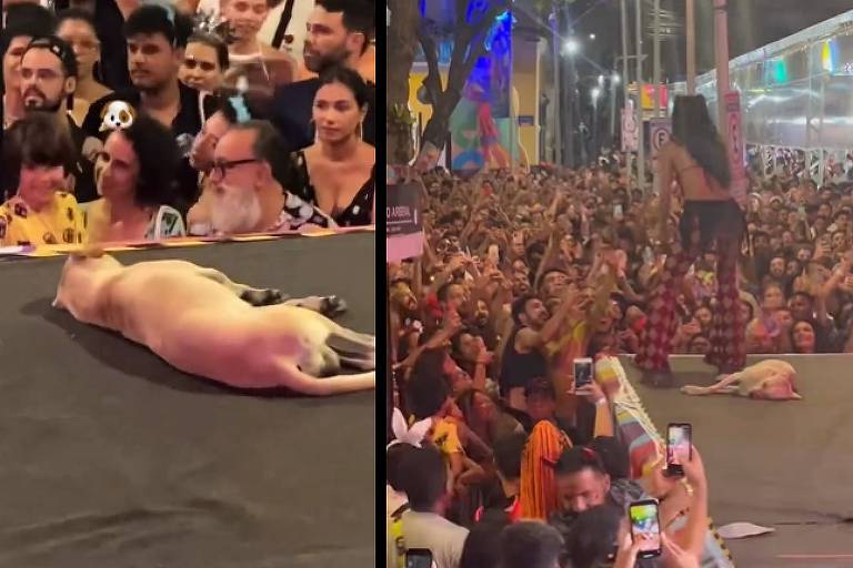 Cachorro dorme no palco do show de Marina Sena em Recife e viraliza na web; veja vídeos