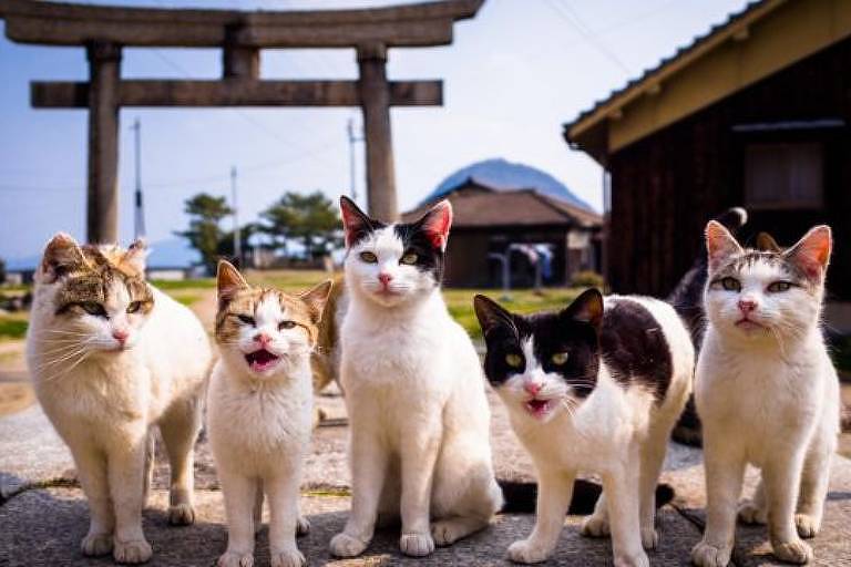 A popularidade dos gatos segue tendência crescente há mais de duas décadas