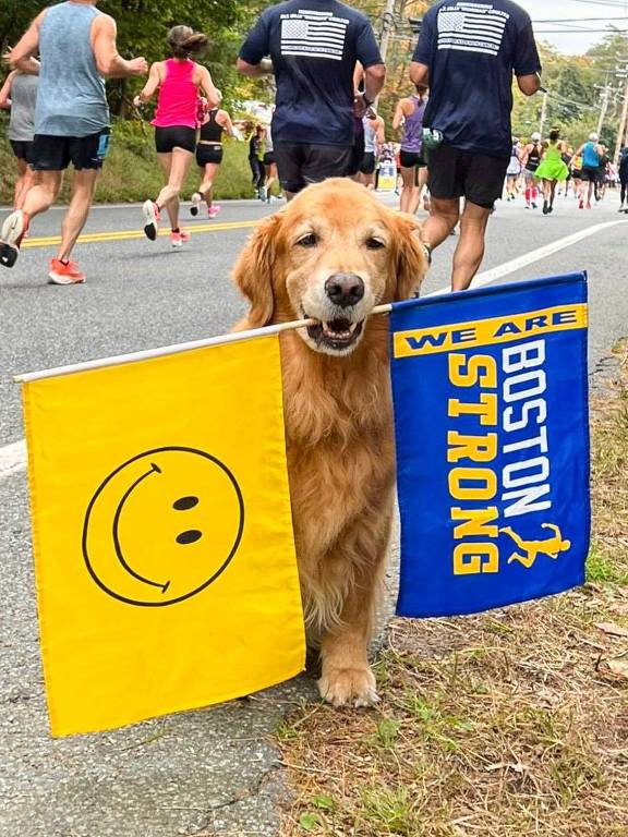 Morre o golden retriever Spencer, mascote oficial da maratona de Boston