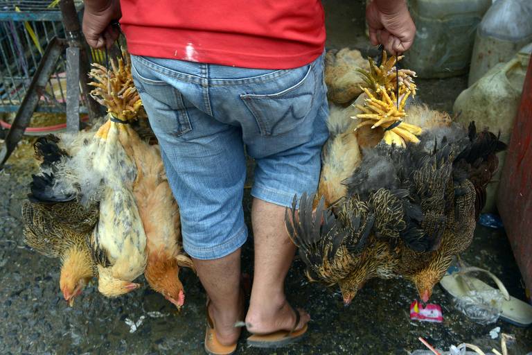 Homem carrega frangos em Phnom Penh, no Camboja