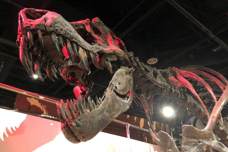 Estudo ósseo muda compreensão do crescimento dos dinossauros