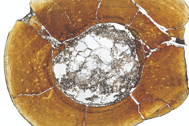 Uma visão microscópica do osso da canela do dinossauro carnívoro Majungasaurus crenatissimus, mostrando anéis de crescimento que ficam mais próximos do exterior do osso, indicando que esse indivíduo atingiu a idade adulta