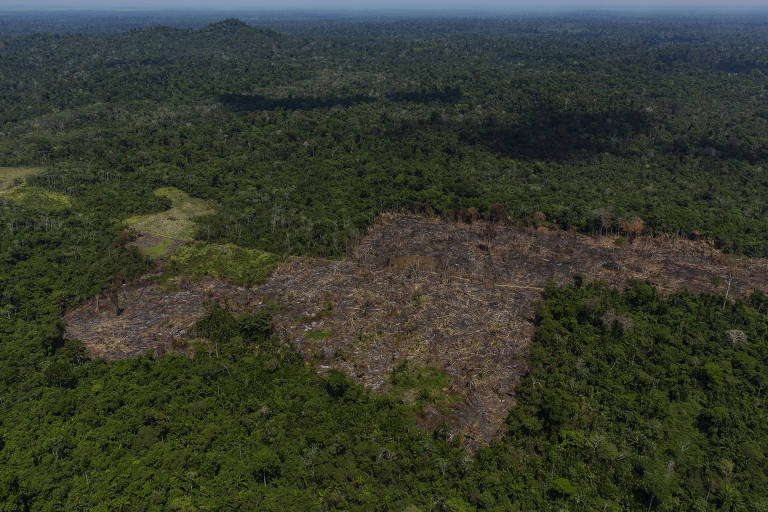 Imagem aérea mostra clareira de árvores derrubadas em meio à mata fechada