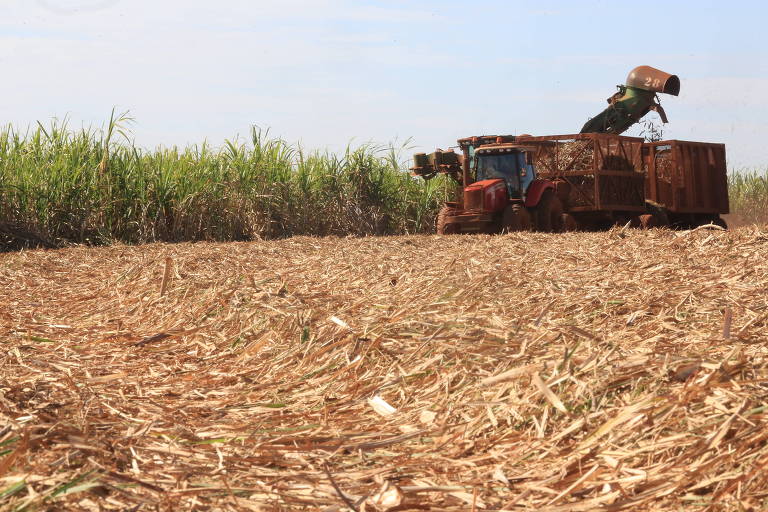 Colheita de cana para produção de açúcar e etanol em Serrana (SP)