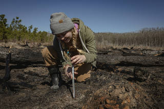 Chellyne Stotts of Living Carbon measures a poplar seedling in Vidalia, Ga., Feb. 13, 2023. (Audra Melton/The New York Times)