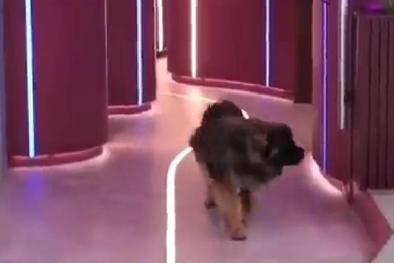 Cãozinho entra no Big Brother e dona não pode tocá-lo