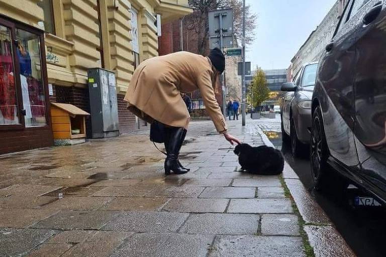 Gacek: conheça o gato de rua que virou atração turística em cidade na  Polônia