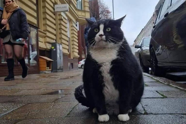 Gato vira atração turística em cidade na Polônia