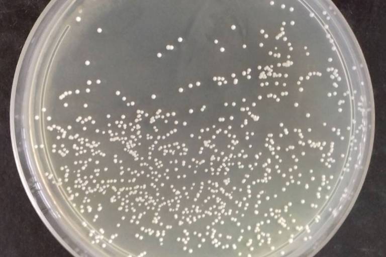 Levedura Saccharomyces cerevisiae UFMG A-905 em placa de cultivo