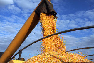 Descarregamento de milho