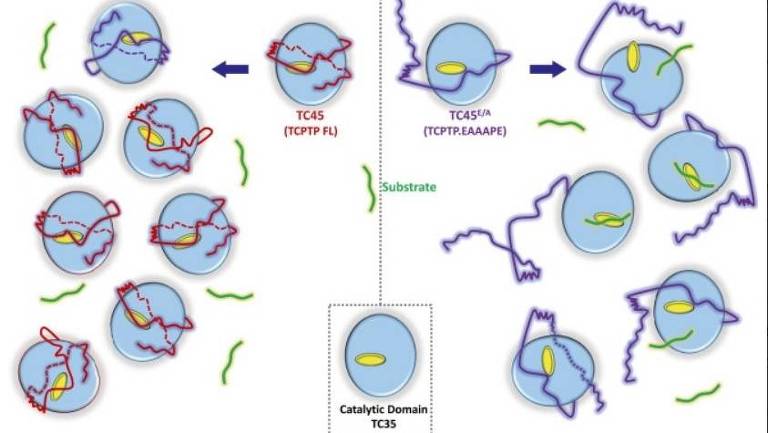 Representação esquemática do efeito de agregação ou do ambiente celular sobre a estrutura e a atividade da enzima TCPTP