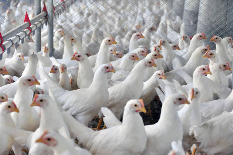 Cadeia produtiva de aves de corte, setor que adotou restrições severas para tentar impedir chegada da gripe aviária ao país
