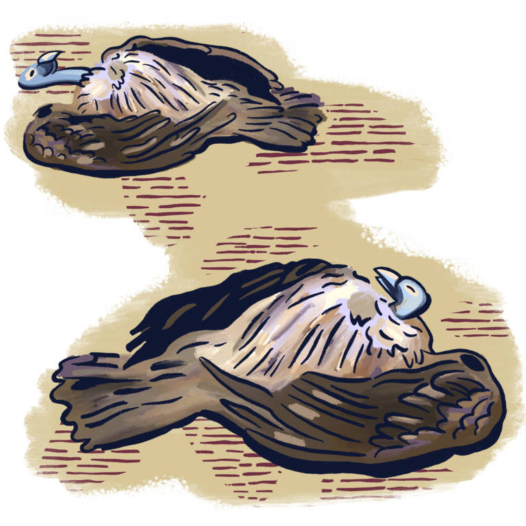 Ilustração mostra dois abutres mortos, com a barriga para cima