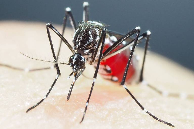 Busca por dengue cresceu cinco vezes em relação a 2023, diz Google