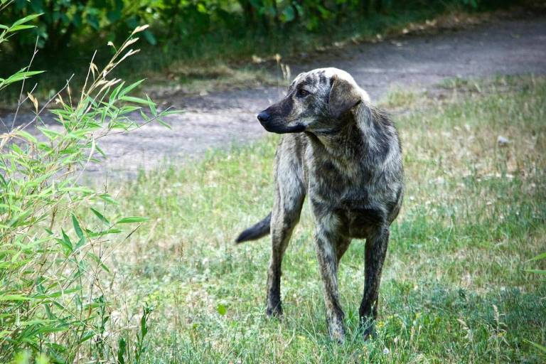 Os cães costumam se abrigar em locais que foram abandonados após o desastre nuclear, próximos à cidade de Pripyat, na Ucrânia