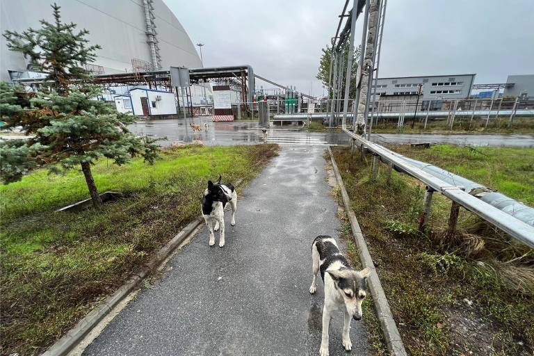 Cães vivendo na área ao redor da nova estrutura de confinamento segura, construída para conter a radioatividade liberada após a explosão do reator número 4