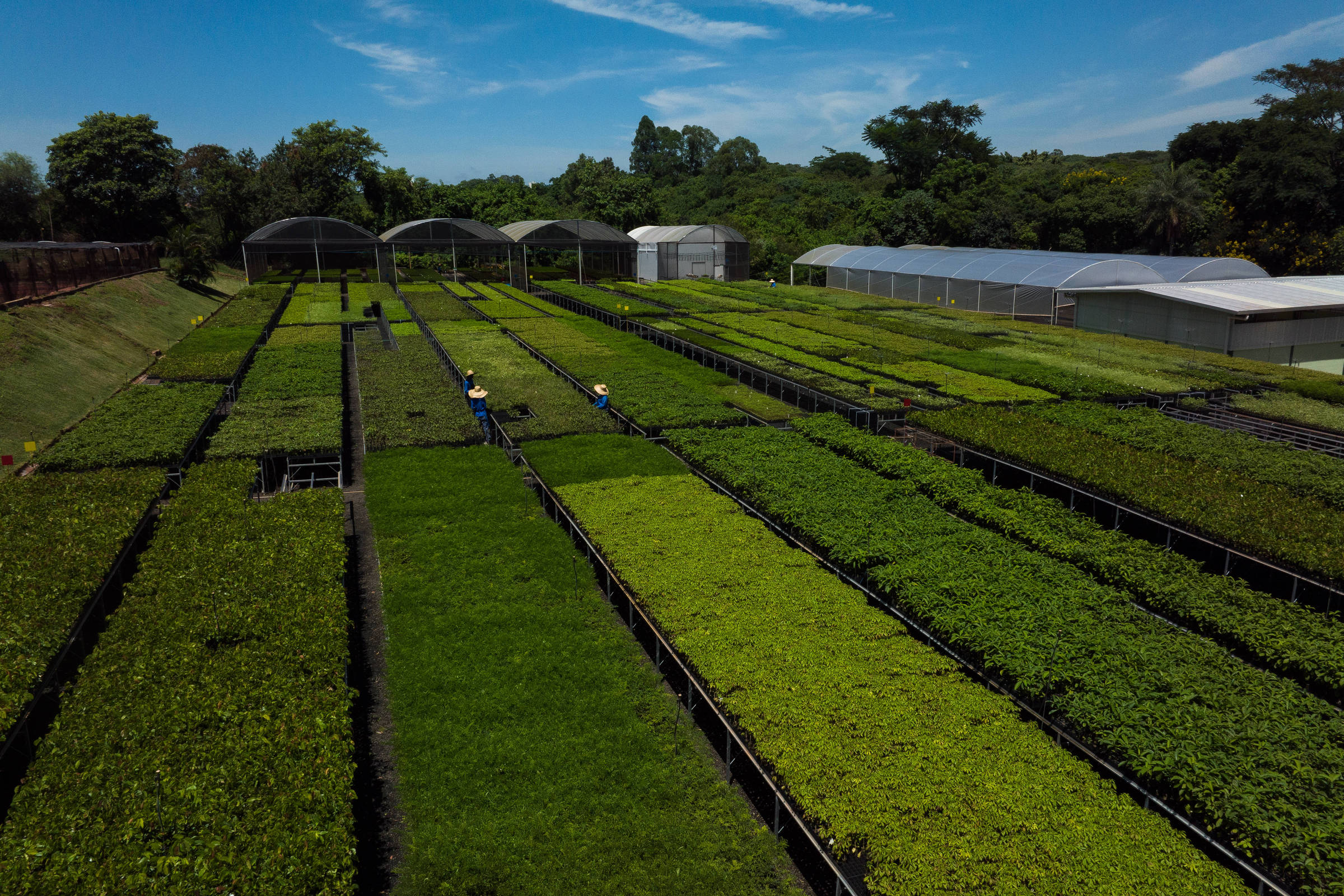 Crédito de carbono deve ter secretaria na Fazenda, mas tributária é entrave