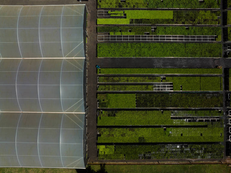 Vista aerea do viveiro de mudas da Re.green, empresa de restauração de florestas e créditos de carbono
