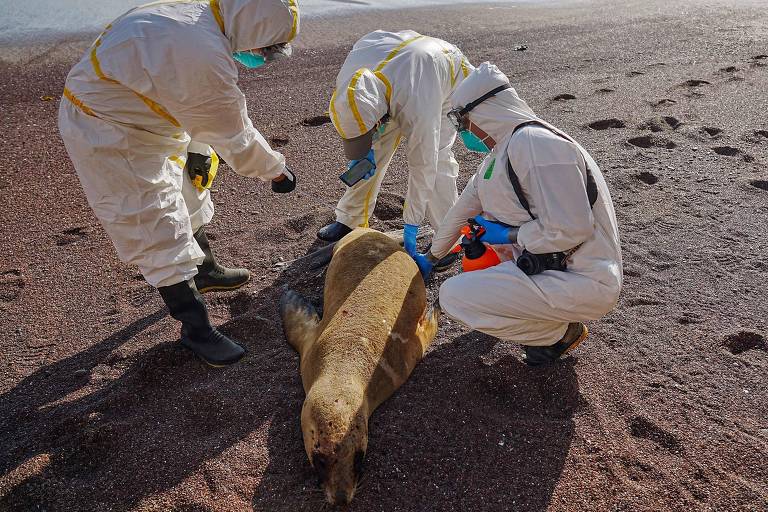 Quase 3.500 leões-marinhos morreram no Peru com suspeita de gripe aviária