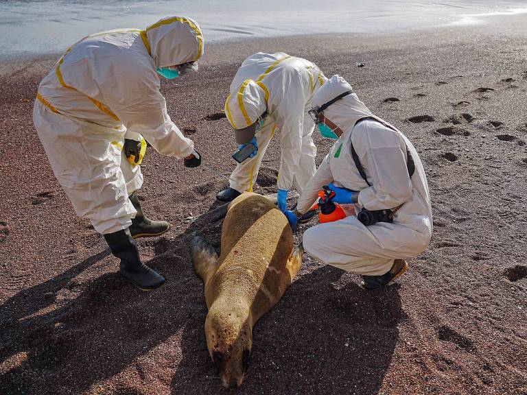 Biólogos peruanos recolhem amostras de um leão-marinho morto em praia da capital Lima; a suspeita é de um surto de gripe aviária que poderia ter matado 3.487 exemplares da espécie