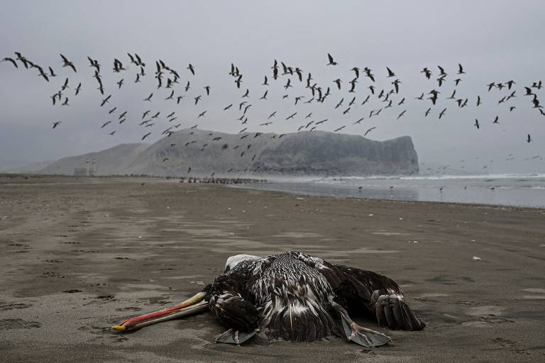 Pelicano em praia de Lima, no Peru, com suspeita de que tenha morrido de gripe aviária H5N1; desde novembro, milhares de aves e animais apareceram mortos nas praias do país