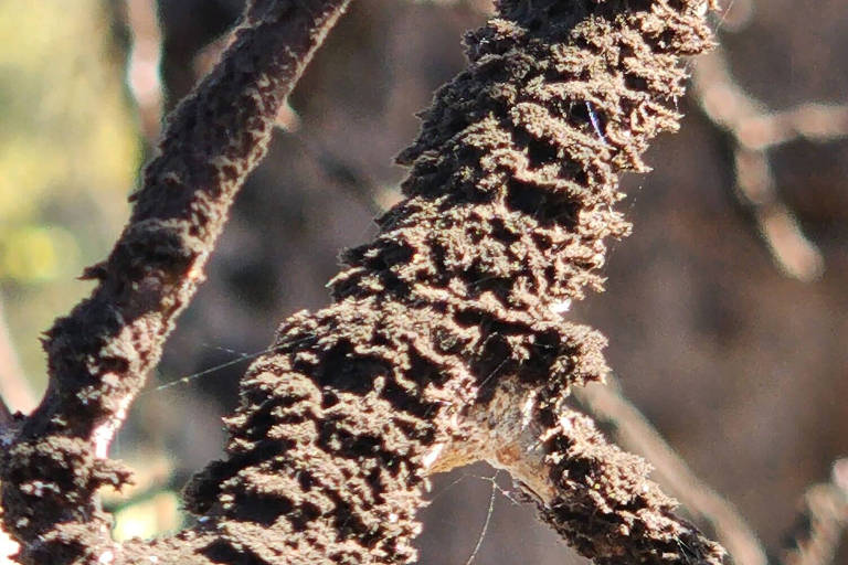 Fungo de uísque em galhos de árvores no condado de Lincoln