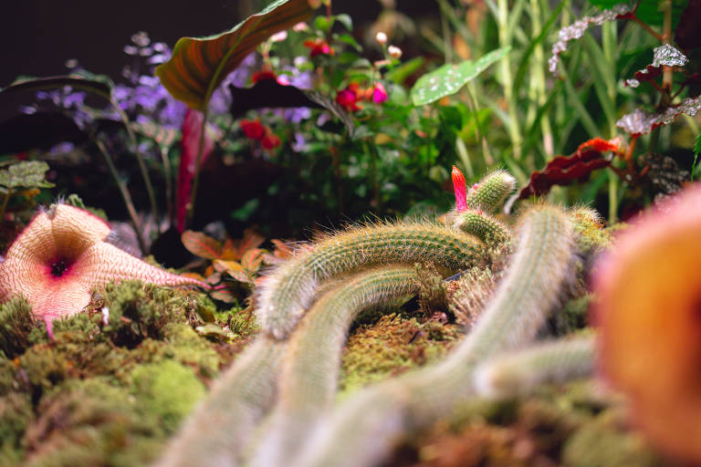 Veja a instalação botânica 'Essência: Jardim Interior- Atsunobu Katagiri'