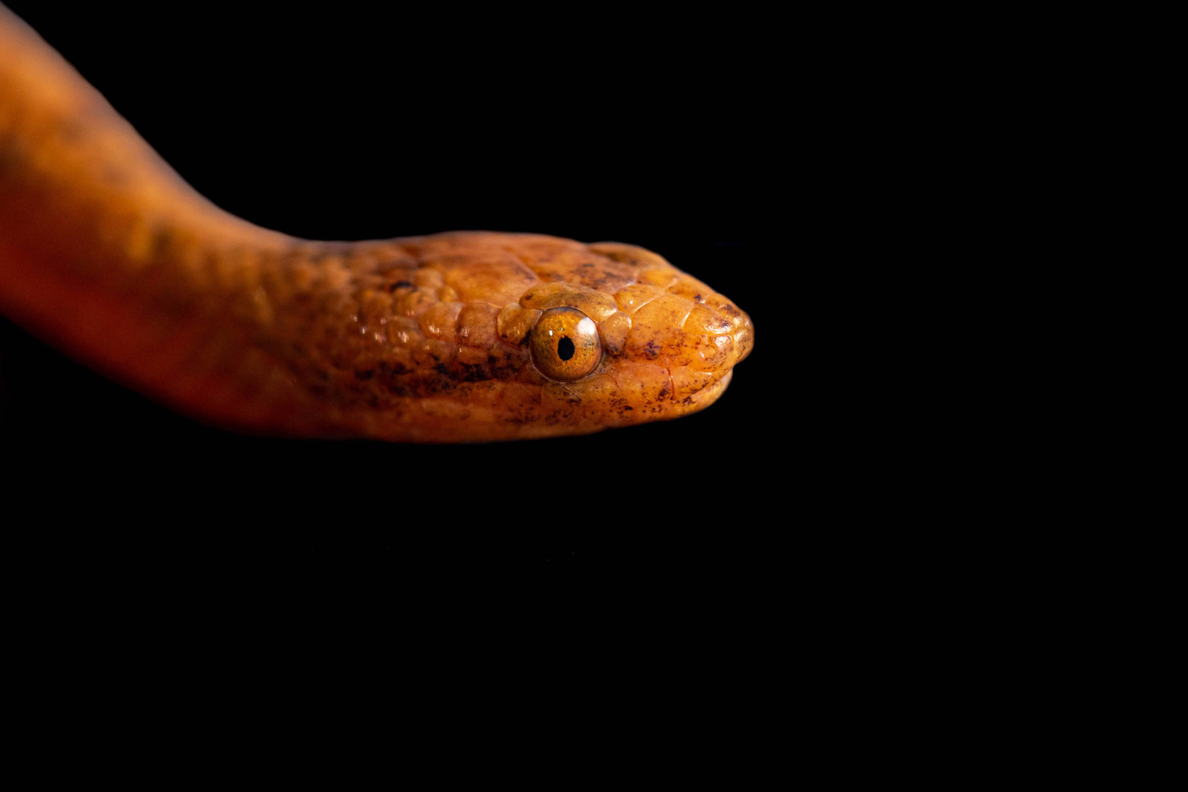 Estudo analisa características genéticas de serpentes amazônicas