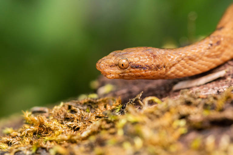 Estudo analisa características genéticas de serpentes amazônicas